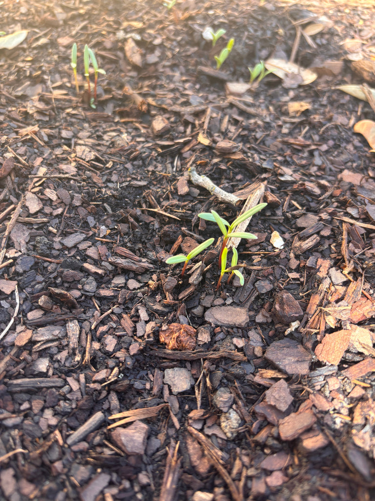 Spring is in the Air